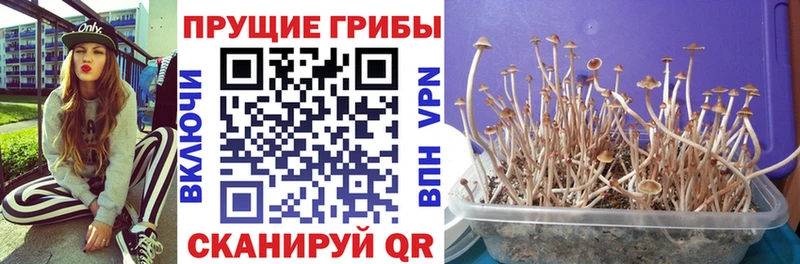 Псилоцибиновые грибы Cubensis  МЕГА как зайти  Краснотурьинск 